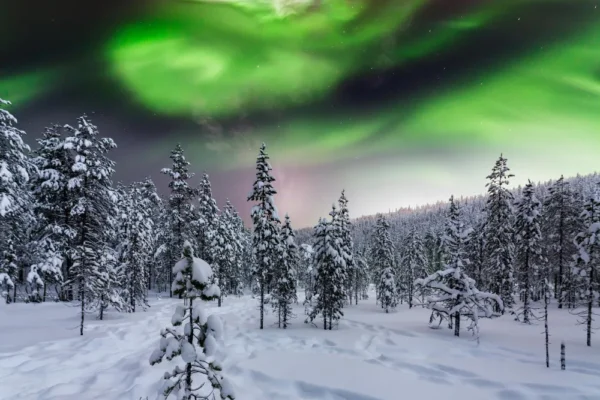 Rovaniemi Aurora Hunting Tour