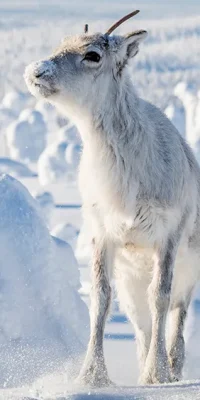 ailos-journey-finland